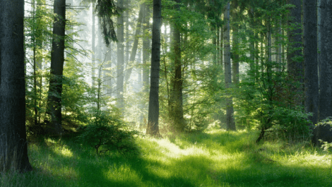 Brands join initiative to protect endangered forests